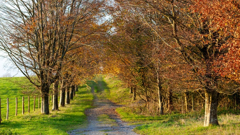 Avenue of autumn trees in evening light at Buckland Abbey, Devon
